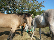 Randonnée équestre dans les Abruzzes - RANDOCHEVAL