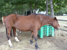 Randonnée équestre dans les Abruzzes - RANDOCHEVAL