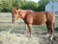 Randonnée équestre dans les Abruzzes - RANDOCHEVAL