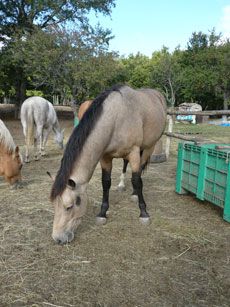 Randonnée équestre dans les Abruzzes - RANDOCHEVAL