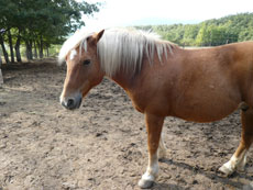 Randonnée équestre dans les Abruzzes - RANDOCHEVAL