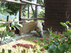 Randonnée équestre dans les Abruzzes - RANDOCHEVAL