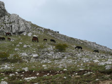 Randonnée équestre dans les Abruzzes - RANDOCHEVAL