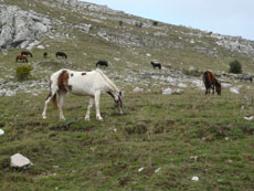 Randonnée équestre dans les Abruzzes - RANDOCHEVAL