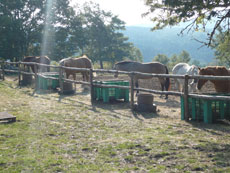 Randonnée équestre dans les Abruzzes - RANDOCHEVAL