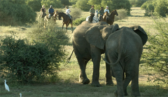 Aventure à Cheval en Afrique du Sud - RANDO CHEVAL