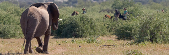 Afrique du Sud / Botswana - Safari combiné African Explorer - RANDOCHEVAL