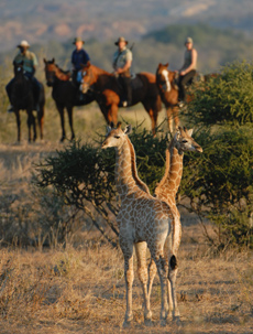 Botswana - Combiné African Explorer - RANDO CHEVAL