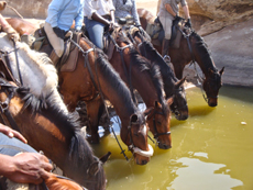 Ce safari combiné Waterberg / Limpopo est destiné aux cavaliers expérimentés - Randocheval / Absolu Voyages