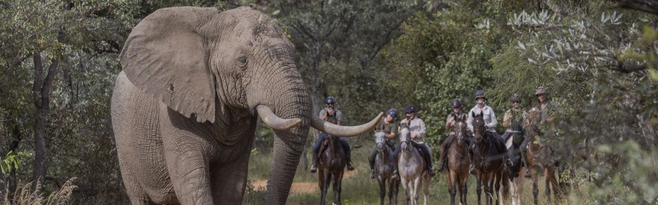 Voyage &agrave; cheval - Randonn&eacute;e &eacute;questre organis&eacute;e par Randocheval