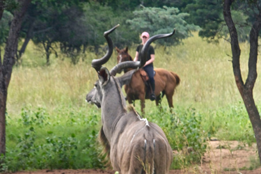 Rando Cheval - Voyage à cheval