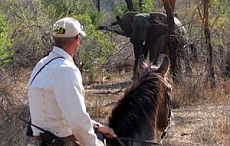 Afrique du Sud et safari Big Five : randonnée et safari équestre - Randocheval / Absolu Voyages