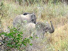 Afrique du Sud, album photos de nos safaris à cheval "Big Five" dans une réserve privée à proximité du Parc Kruger