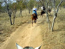 Afrique du Sud, album photos de nos safaris à cheval "Big Five" dans une réserve privée à proximité du Parc Kruger