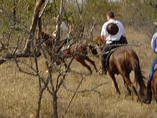 Afrique du Sud, album photos de nos safaris à cheval "Big Five" dans une réserve privée à proximité du Parc Kruger