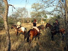 Afrique du Sud, album photos de nos safaris à cheval "Big Five" dans une réserve privée à proximité du Parc Kruger