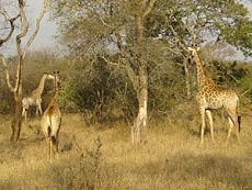 Afrique du Sud, album photos de nos safaris à cheval "Big Five" dans une réserve privée à proximité du Parc Kruger