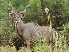 Afrique du Sud, album photos de nos safaris à cheval "Big Five" dans une réserve privée à proximité du Parc Kruger