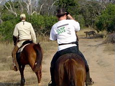 Afrique du Sud, album photos de nos safaris à cheval "Big Five" dans une réserve privée à proximité du Parc Kruger