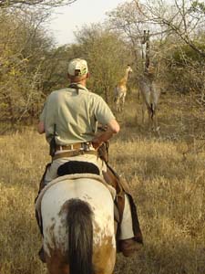 Afrique du Sud, album photos de nos safaris à cheval "Big Five" dans une réserve privée à proximité du Parc Kruger