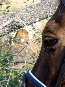 Afrique du Sud, album photos de nos safaris à cheval "Big Five" dans une réserve privée à proximité du Parc Kruger