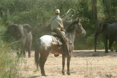Cheval south african Boerperds - RANDOCHEVAL