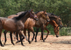 Afrique du Sud - Safari Big Five - RANDO CHEVAL