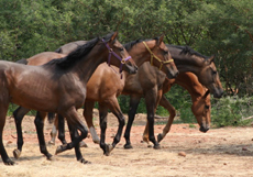 Afrique du Sud - Safari Big Five - RANDO CHEVAL