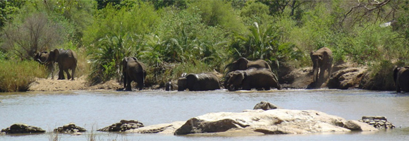 Afrique du Sud - Safari Big Five - RANDO CHEVAL