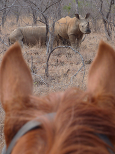 Afrique du Sud - Safari Big Five - RANDO CHEVAL