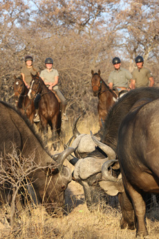 Safari équestre en famille Afrique du Sud - Randocheval