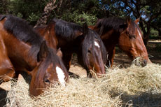 Baignade de chevaux et cavaliers dans le lac situé à proximité du Lodge - Afrique du Sud - Randocheval