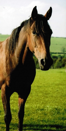 cheval rando dartmoor