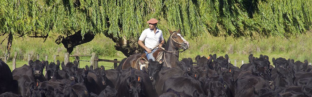 Voyage à cheval - Randonnée équestre organisée par Randocheval