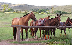 ARGENTINE - Estancia Cordoba - RANDO CHEVAL