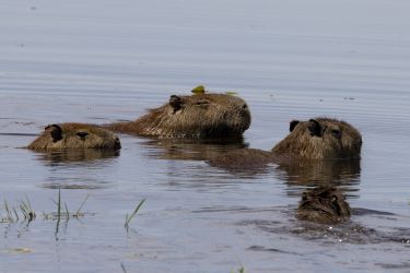 Rando Cheval - Voyage &agrave; cheval