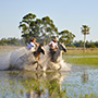 Randonn&eacute;e &agrave; cheval - Un voyage Rando Cheval