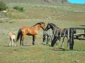 Photos de notre voyage équestre dans une estancia de Patagonie (Bariloche) en Argentine - Rando Cheval