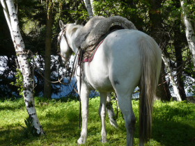 Photos de notre voyage équestre dans une estancia de Patagonie (Bariloche) en Argentine - Rando Cheval