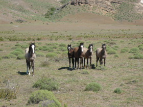 Photos de notre voyage équestre dans une estancia (ranch) de Patagonie (Bariloche) en Argentine - Rando Cheval