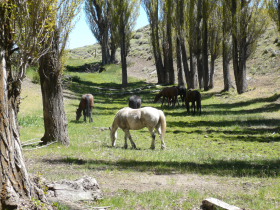 Photos de notre voyage équestre dans une estancia (ranch) de Patagonie (Bariloche) en Argentine - Rando Cheval