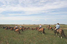 Chevaux Criollos et encadrement par des gauchos  Estancia près de Buenos Aires - Randocheval