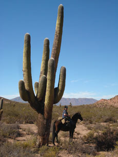 ARGENTINE - Salta Route des Incas - RANDO CHEVAL