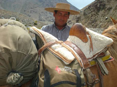 Selle recado - Traversée des Andes avec Randocheval