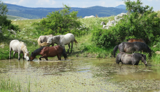 Randonnée équestre en Croatie / randocheval - Absolu voyages