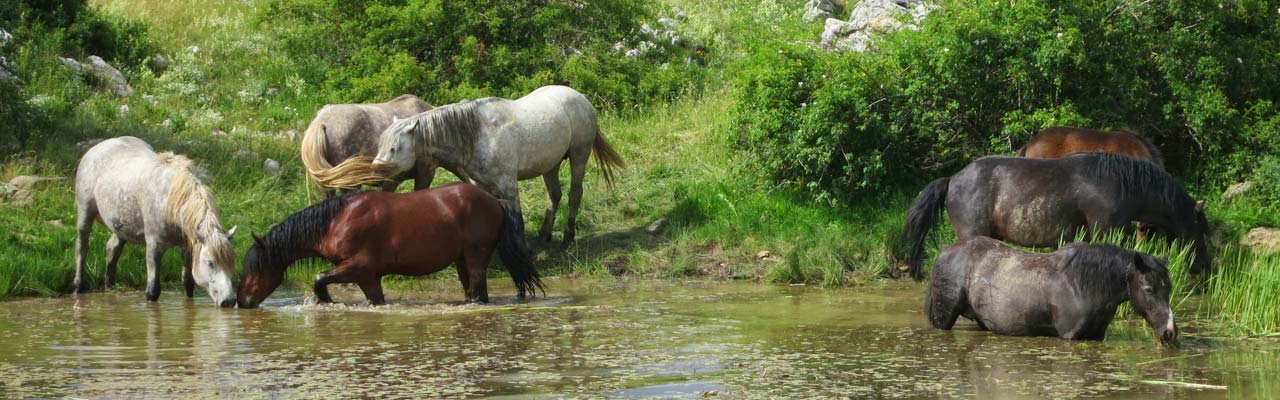 Randonnée équestre en Croatie / randocheval - Absolu voyages