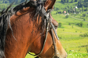 Voyage à cheval en BOSNIE - Randonnée équestre organisée par Randocheval