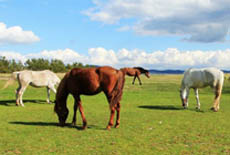 chevaux pour randonnée en Bosnie - randocheval / absolu voyages