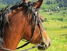 chevaux pour randonnée en Bosnie - randocheval / absolu voyages