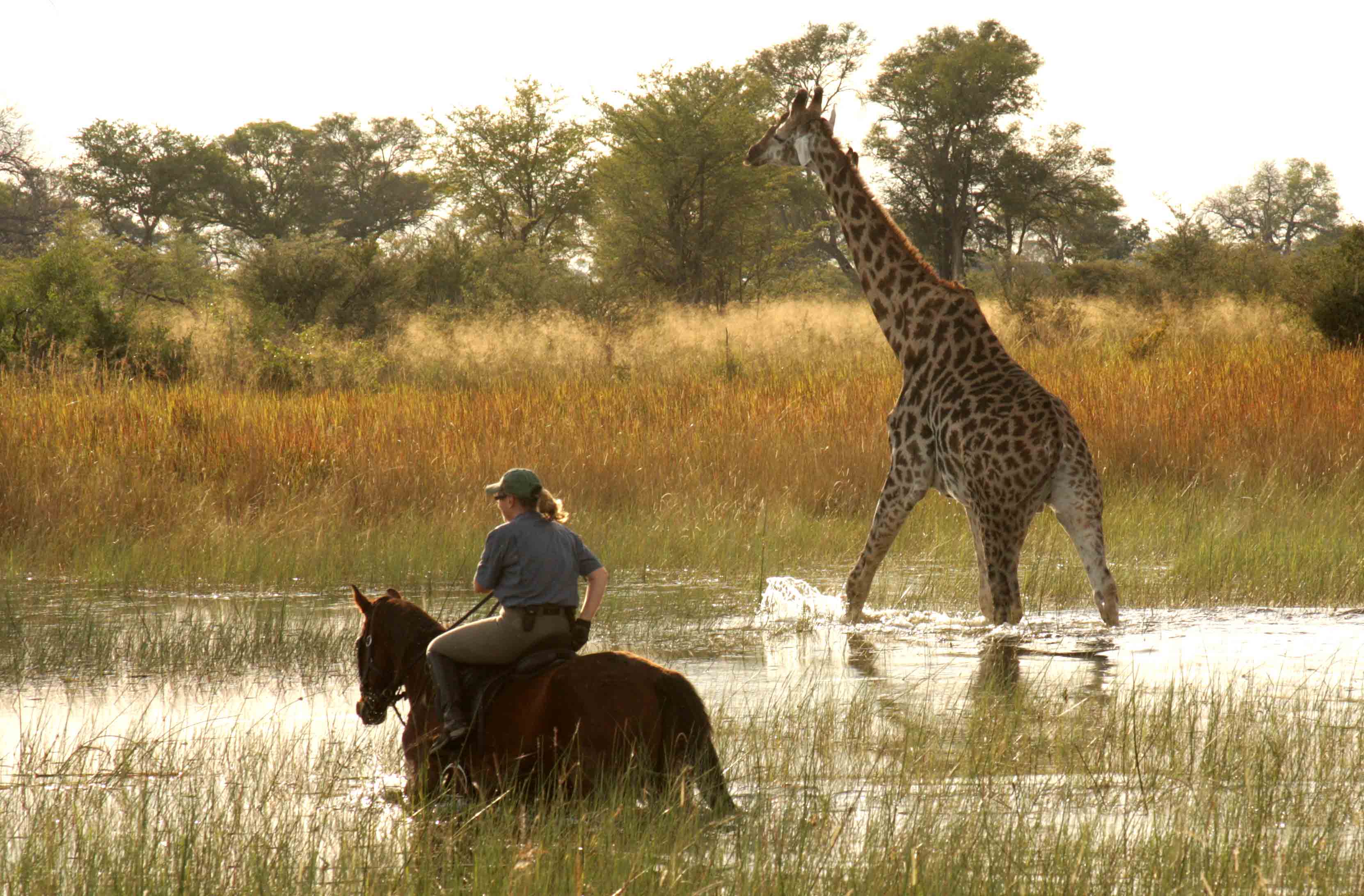 Randonnée équestres et safaris à cheval au Botswana (Afrique Australe) dans le Delta de l'Okavango - Randocheval / Absolu Voyages